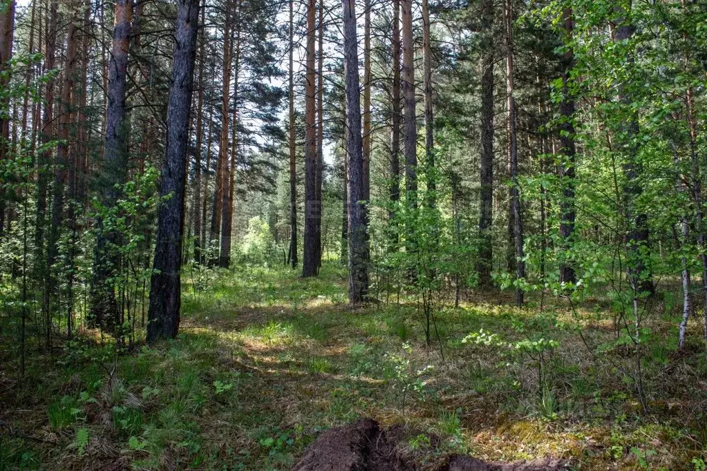 участок в свердловская область, белоярский городской округ, с. . - Фото 0