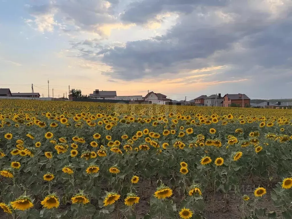 Участок в Ростовская область, Аксайский район, Большелогское с/пос, ... - Фото 1