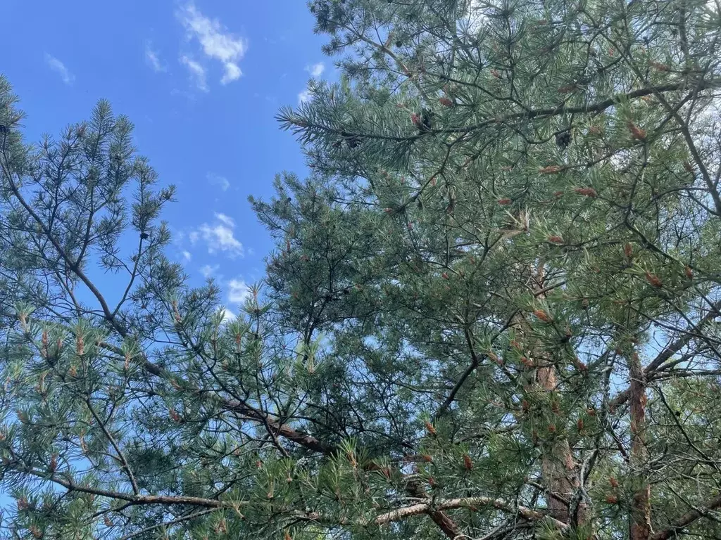 Участок в Ленинградская область, Ломоносовский район, Пениковское ... - Фото 1