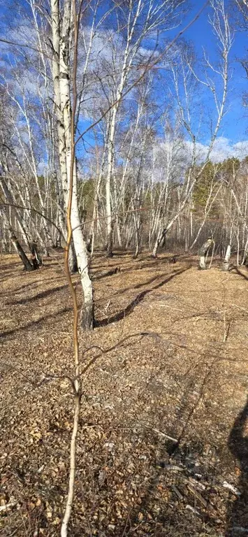 Участок в Забайкальский край, Читинский район, Смоленское с/пос  (99.0 ... - Фото 2
