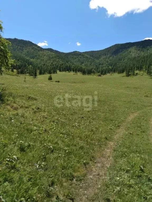 Участок в Алтай, Онгудайский район, с. Хабаровка  (518.6 сот.) - Фото 1