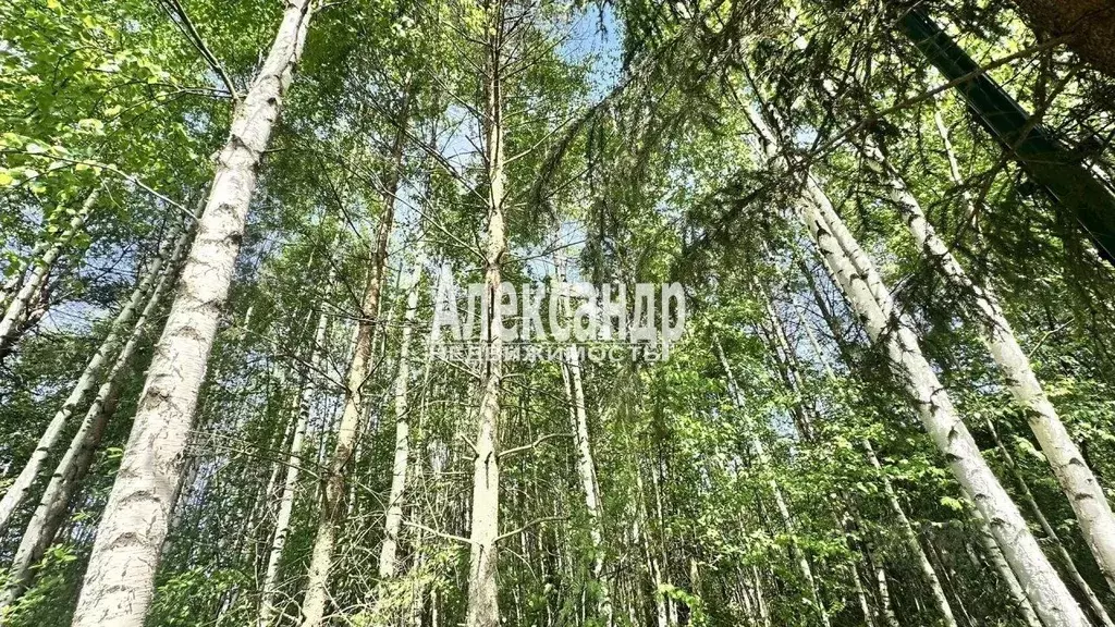 Участок в Ленинградская область, Тосненский район, Рябовское городское ... - Фото 2
