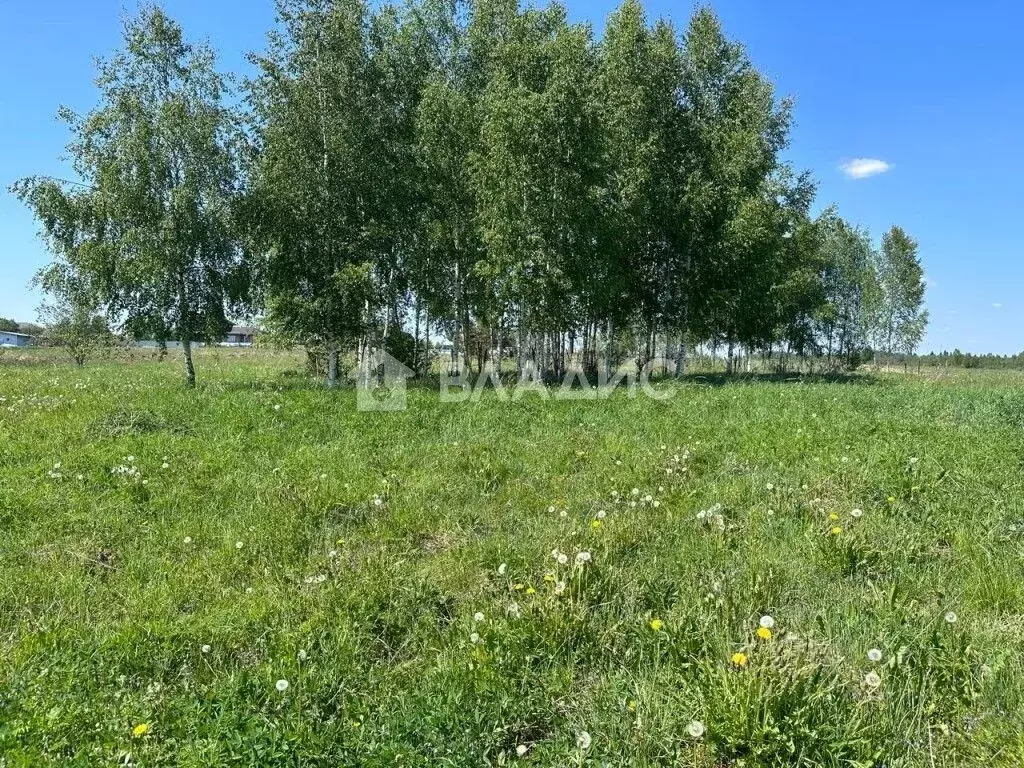 Участок в Владимирская область, Александровский район, ... - Фото 1