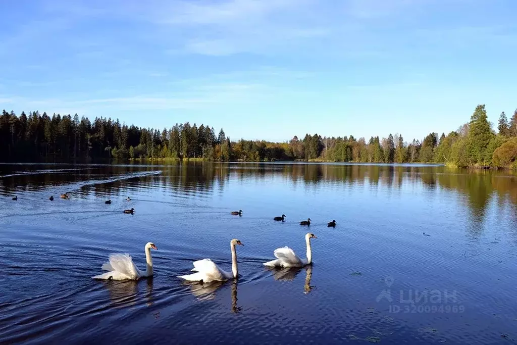 Участок в Ленинградская область, Выборгский район, Рощинское городское ... - Фото 1