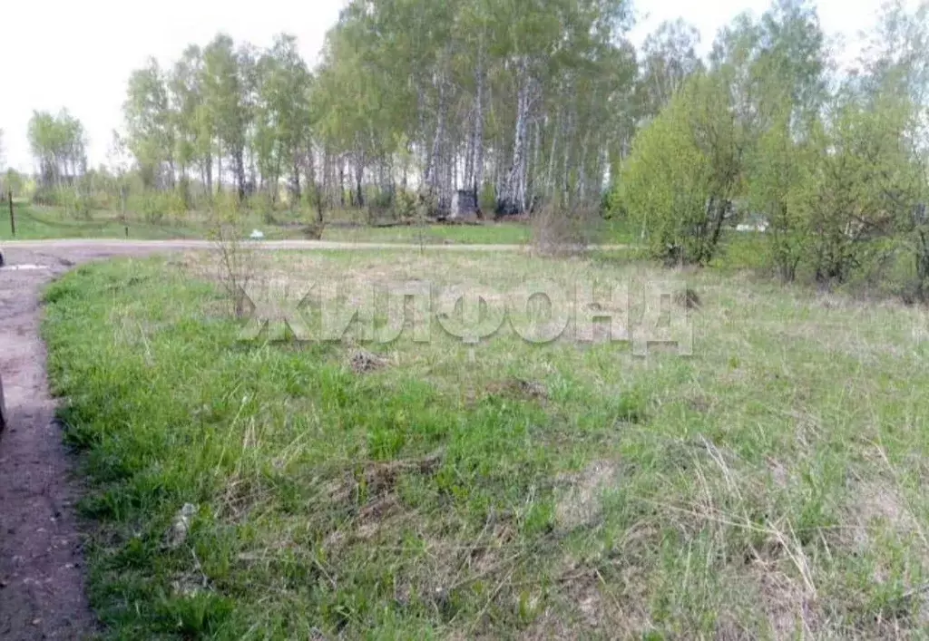 Участок в Новосибирская область, Тогучинский район, Ветеран СНТ 106 ... - Фото 1