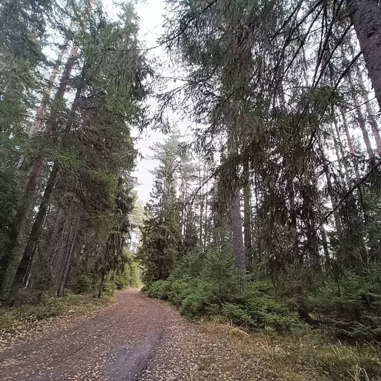 Участок в Карелия, Прионежский район, Деревянское с/пос, Орзега ст. 67 ... - Фото 1