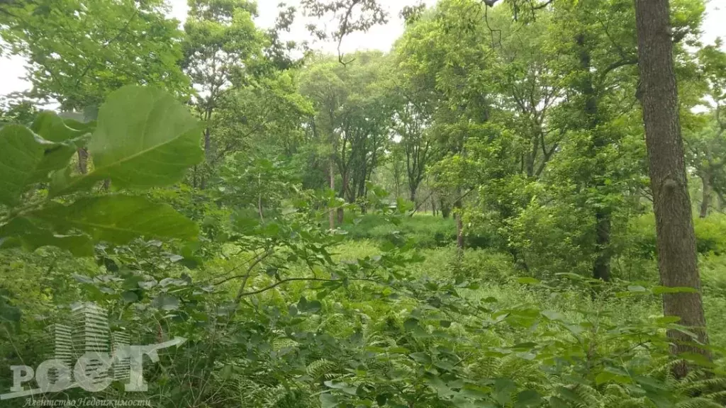 Участок в Приморский край, Надеждинский район, пос. Девятый Вал ... - Фото 1