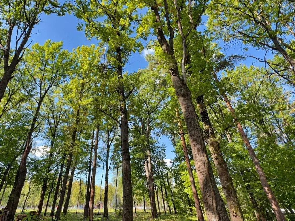 Участок в Московская область, Одинцовский городской округ, д. Фуньково ... - Фото 1