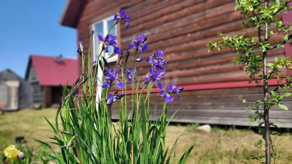 Дом в Вологодская область, Устюженский район, д. Ванское Центральная ... - Фото 2