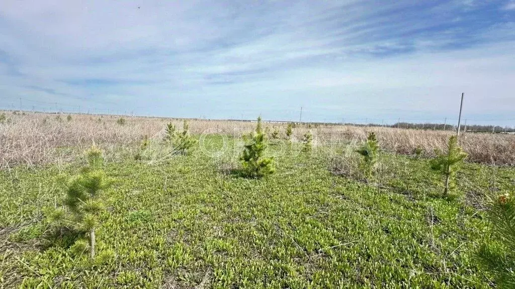 Участок в Тюменская область, Вагайский муниципальный округ, д. Елань ... - Фото 2