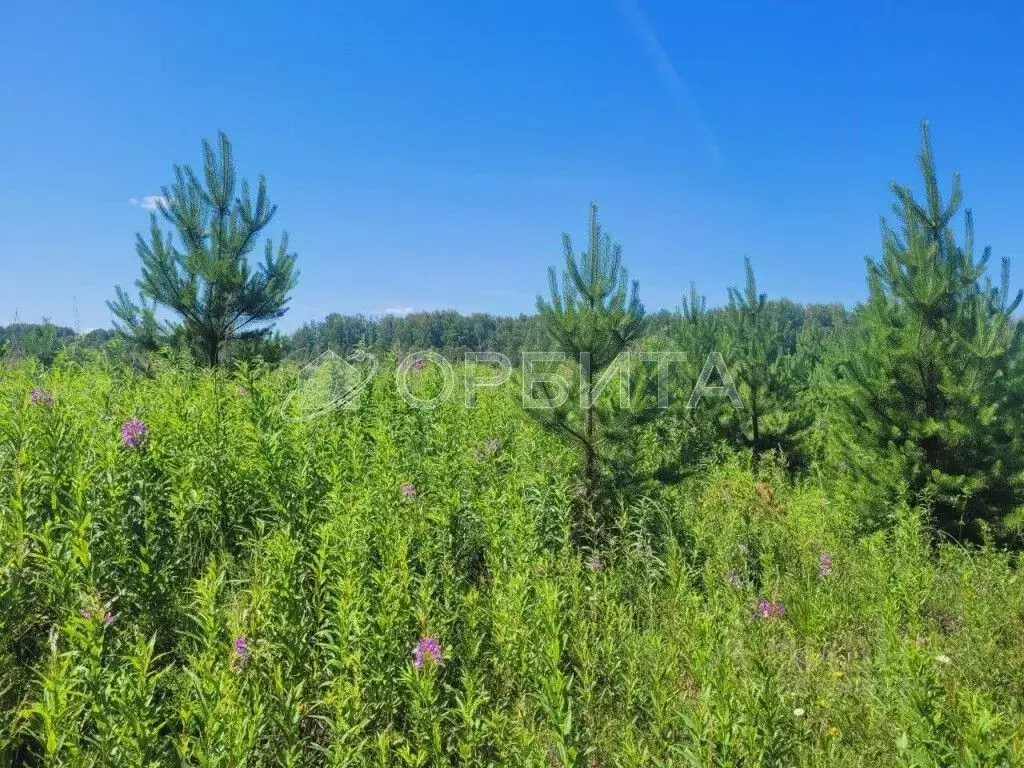 Участок в Тюменская область, Тюменский район, с. Кулига, Кулига-2 мкр  ... - Фото 1