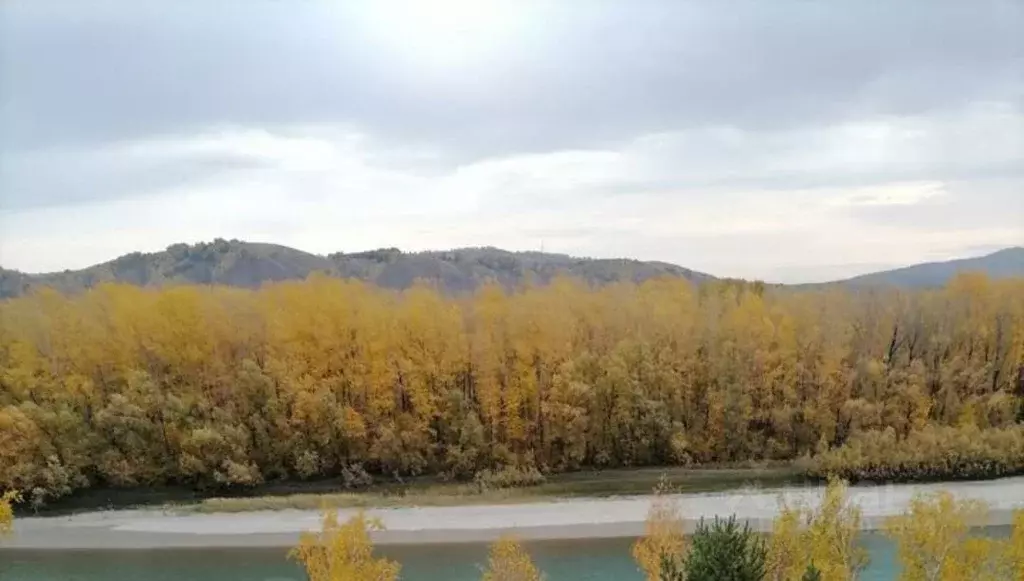 Участок в Алтайский край, Алтайский район, с. Ая, Пограничное тер.  ... - Фото 1