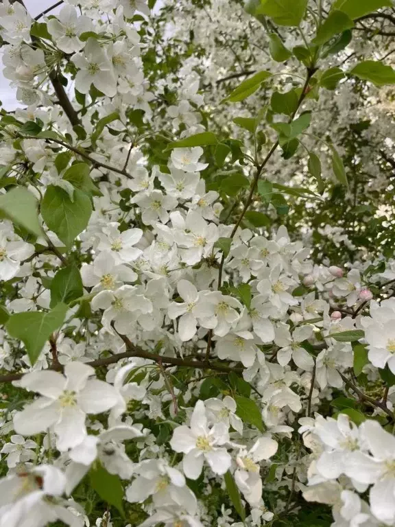 Участок в Алтайский край, Алтайский район, Айский сельсовет, с. Ая ул. ... - Фото 2