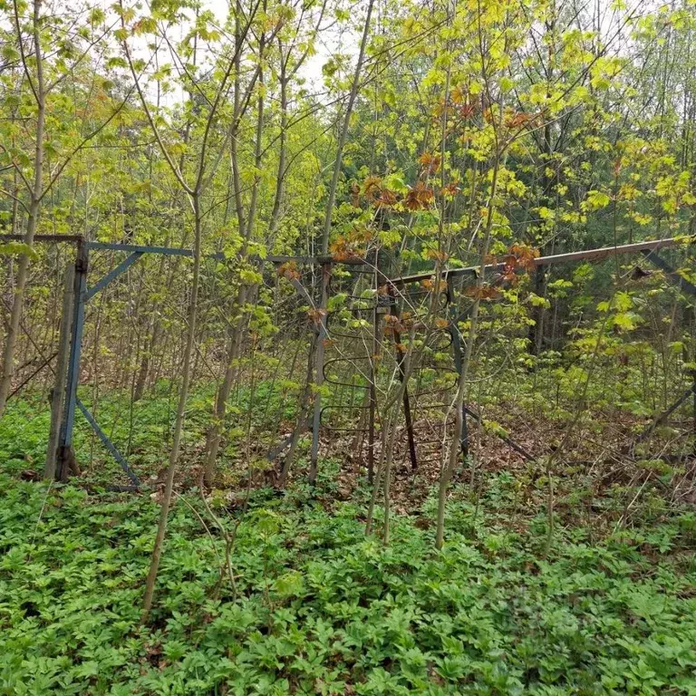 Участок в Московская область, Богородский городской округ, Обухово рп ... - Фото 1