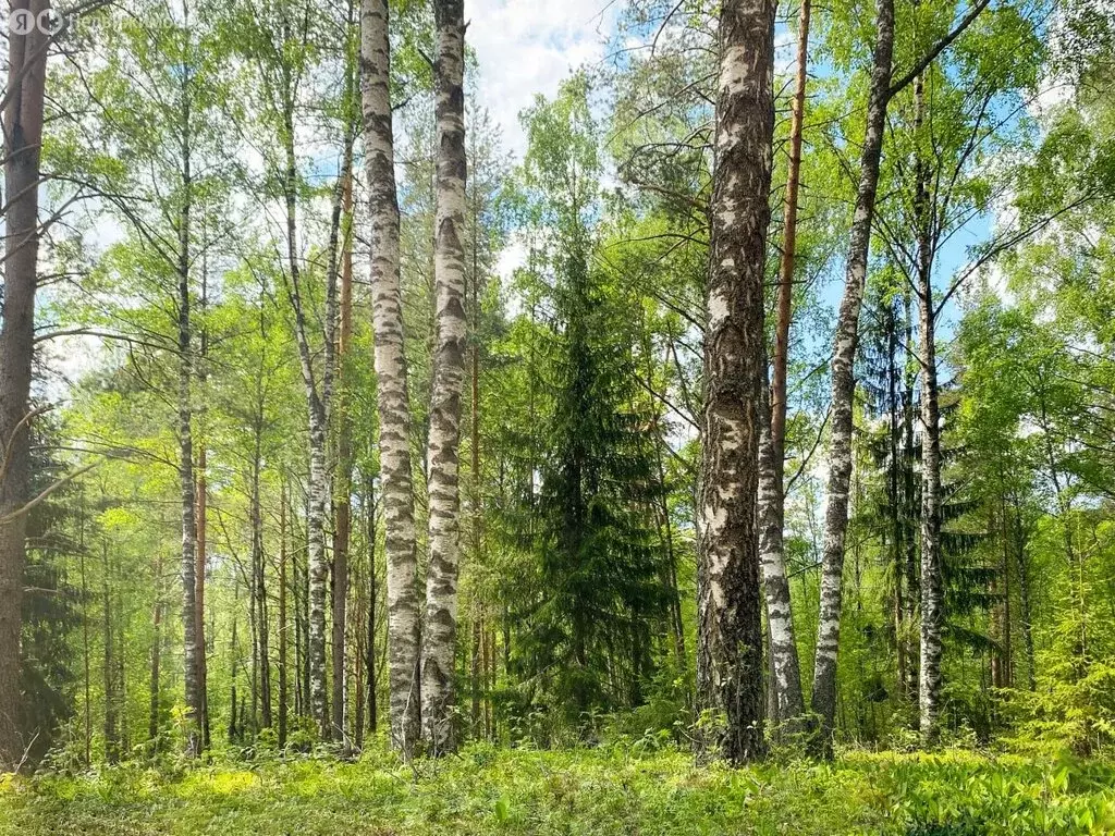 Участок в Агалатовское сельское поселение (6.62 м) - Фото 2