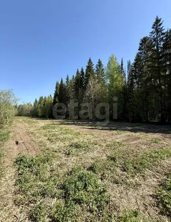 Участок в Пермский край, Пермский муниципальный округ, д. Софроны ул. ... - Фото 2