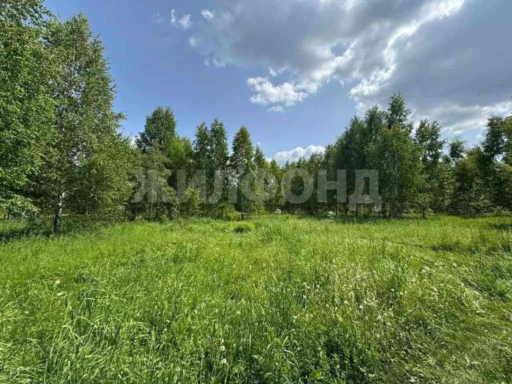 Участок в Новосибирская область, Новосибирский район, Каменский ... - Фото 1