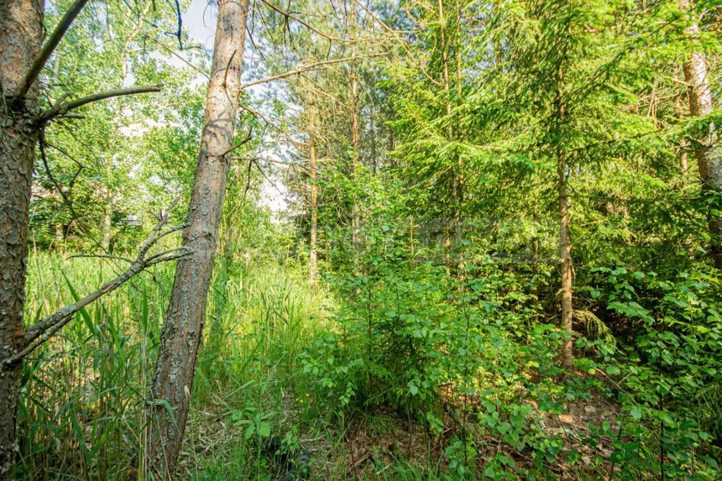 Участок в Московская область, Наро-Фоминский городской округ, Лужок ... - Фото 1