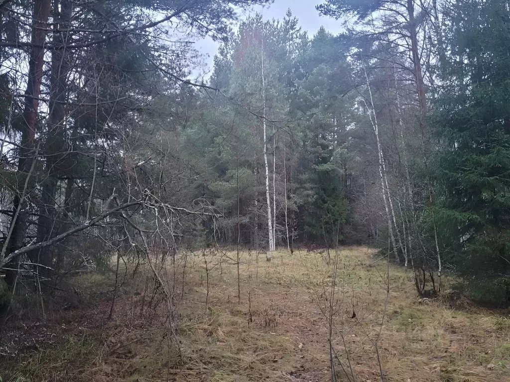 Участок в Ленинградская область, Ломоносовский район, Лебяженское ... - Фото 0