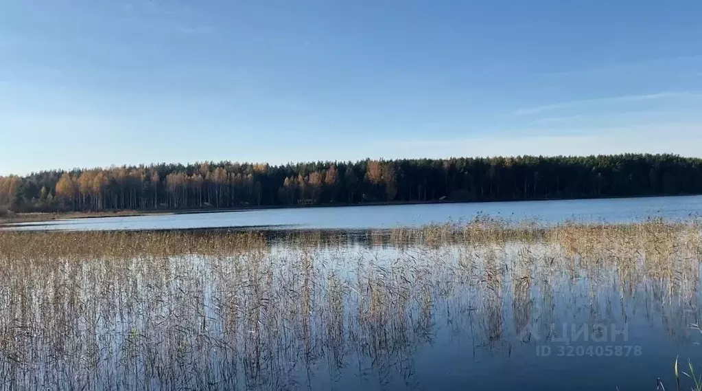Участок в Псковская область, Печорский муниципальный округ, Лесицкое ... - Фото 1