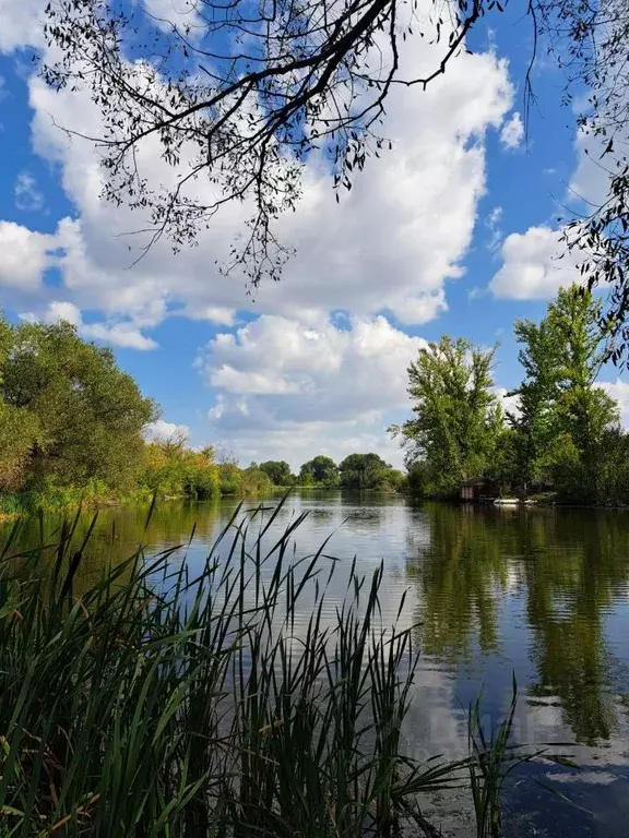 Участок в Воронежская область, Новоусманский район, Тимирязевское ... - Фото 1