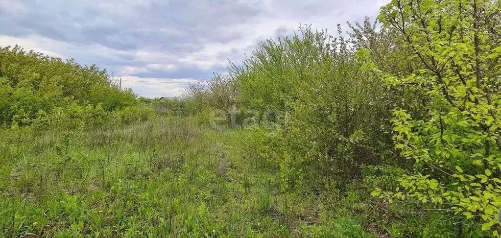 Участок в Белгородская область, Волоконовский район, Староивановское ... - Фото 0