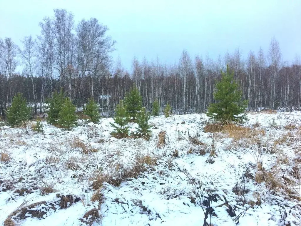 Участок в Челябинская область, Красноармейский муниципальный округ, ... - Фото 2