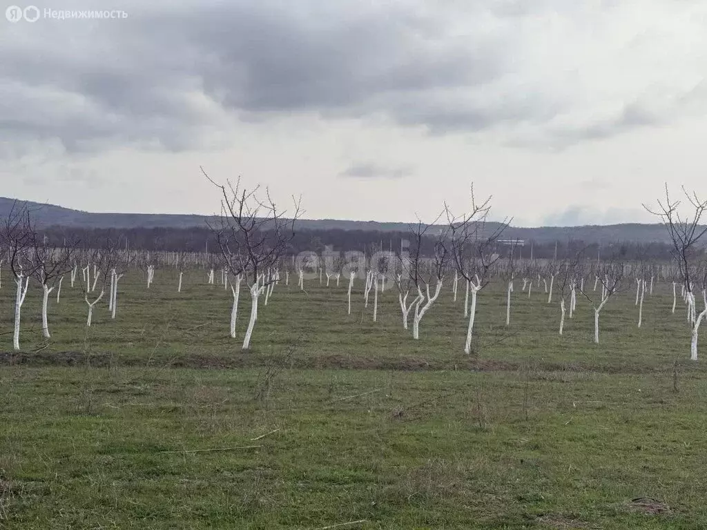 Участок в Краснодарский край, городской округ Новороссийск, станица ... - Фото 0