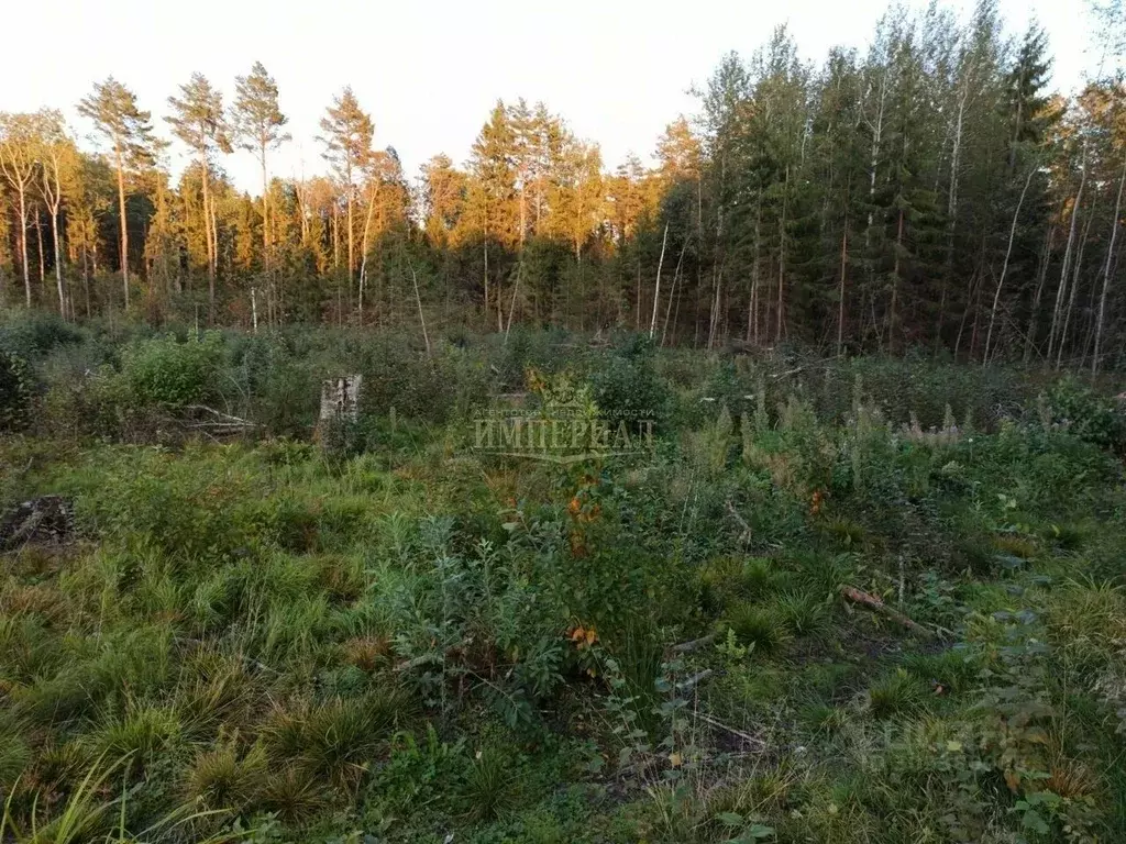Участок в Марий Эл, Медведевский район, Сидоровское с/пос, д. ... - Фото 1