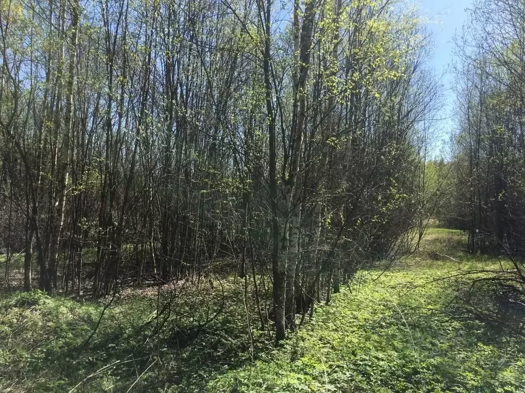 Участок в Владимирская область, Судогодский район, пос. Муромцево ул. ... - Фото 1