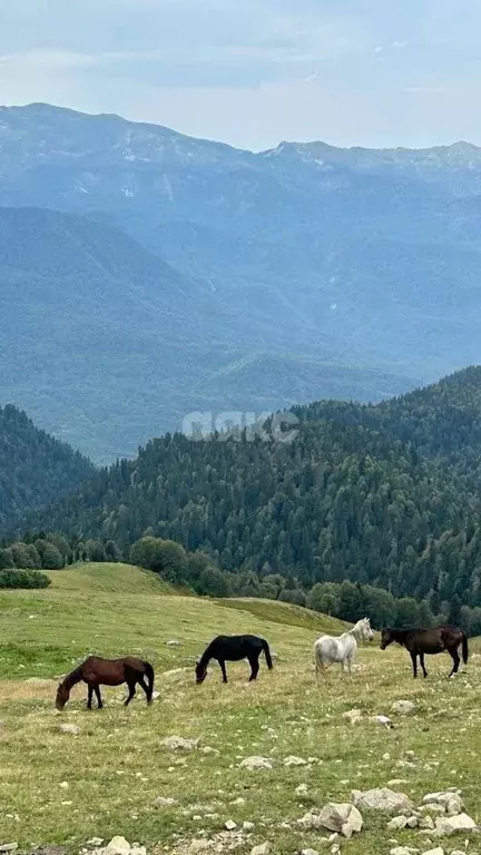 Участок в Адыгея, Майкопский район, Даховская ст-ца Советская ул. ... - Фото 2