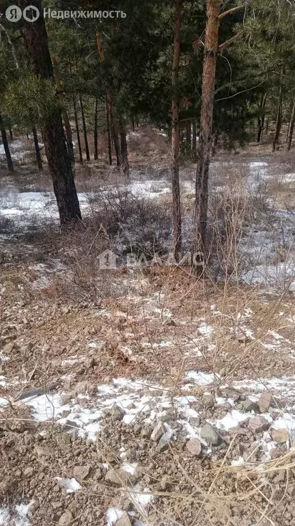 Участок в Баргузинский район, село Максимиха (10 м) - Фото 0