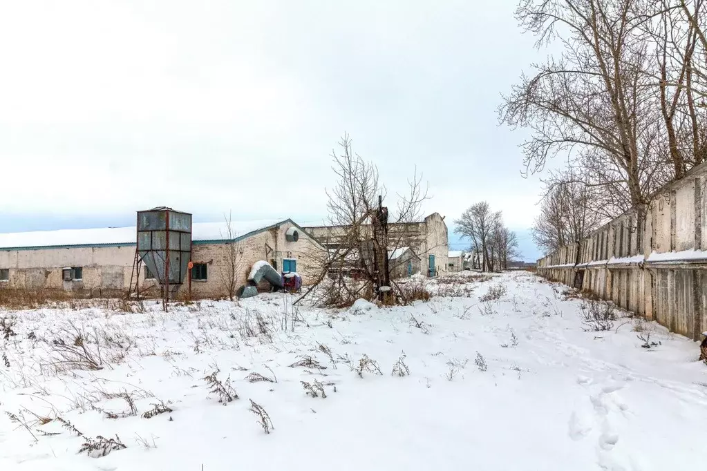 помещение свободного назначения в омская область, горьковский район, . - Фото 1