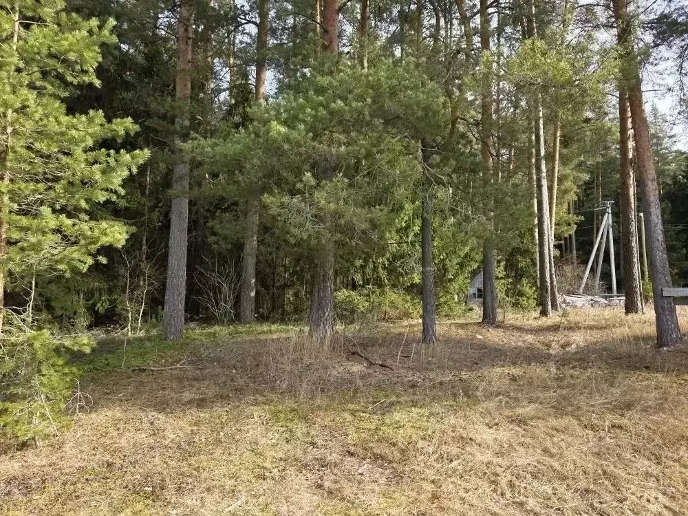 Участок в Ленинградская область, Приозерский район, Мельниковское ... - Фото 2