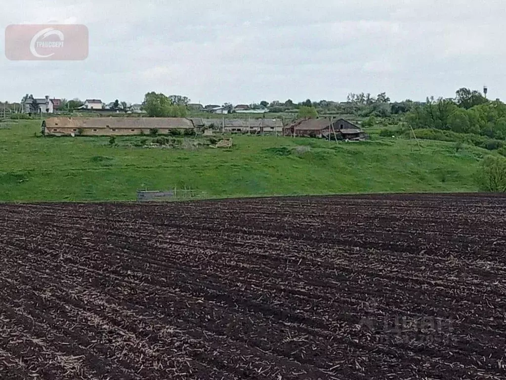 Чертовицы воронежская область. Авито ольховатка воронежская область. Ольховатка рамонский. Чертовицы воронежская область. Ольховатка рамонский.