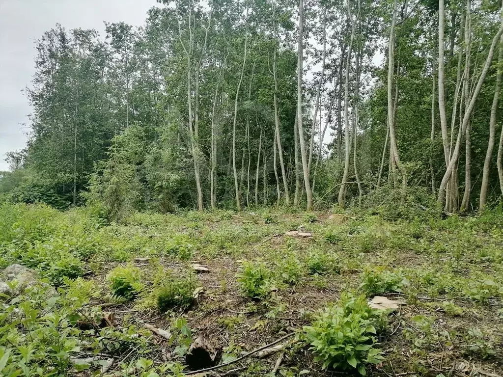 Участок в Ленинградская область, Приозерский район, Ларионовское ... - Фото 0