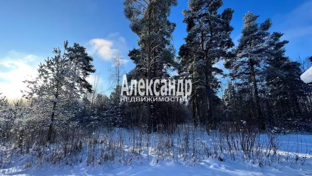 Участок в Ленинградская область, Выборг ул. Ракитная (20.0 сот.) - Фото 1