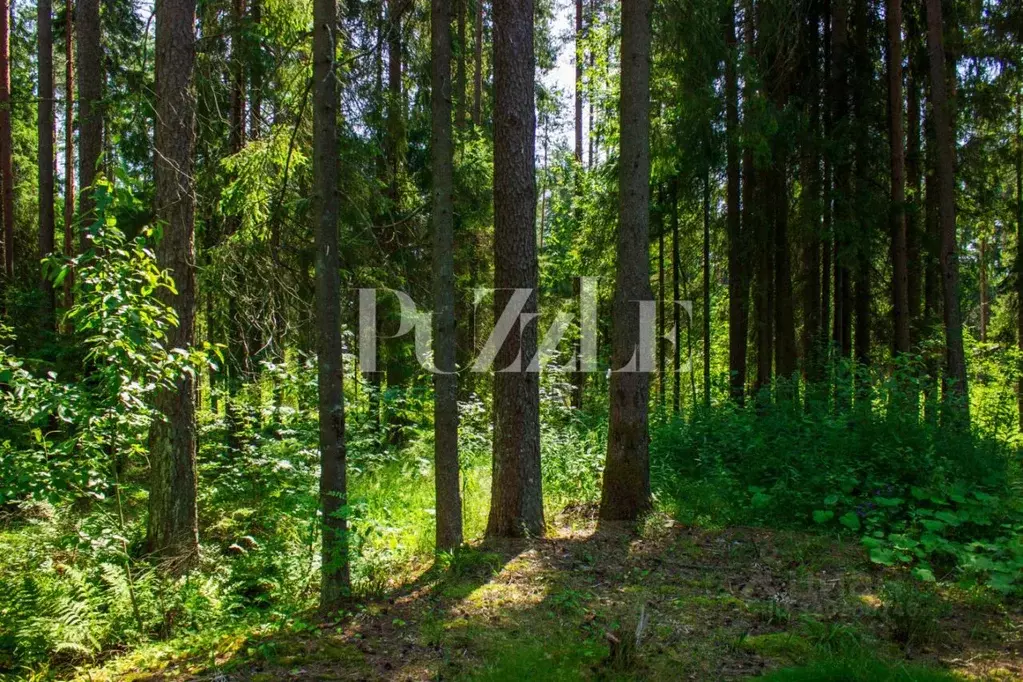 Участок в Ленинградская область, Выборгский район, Рощино пгт, КП ... - Фото 1