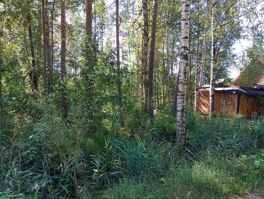 Участок в Ленинградская область, Всеволожский район, Рахьинское ... - Фото 1