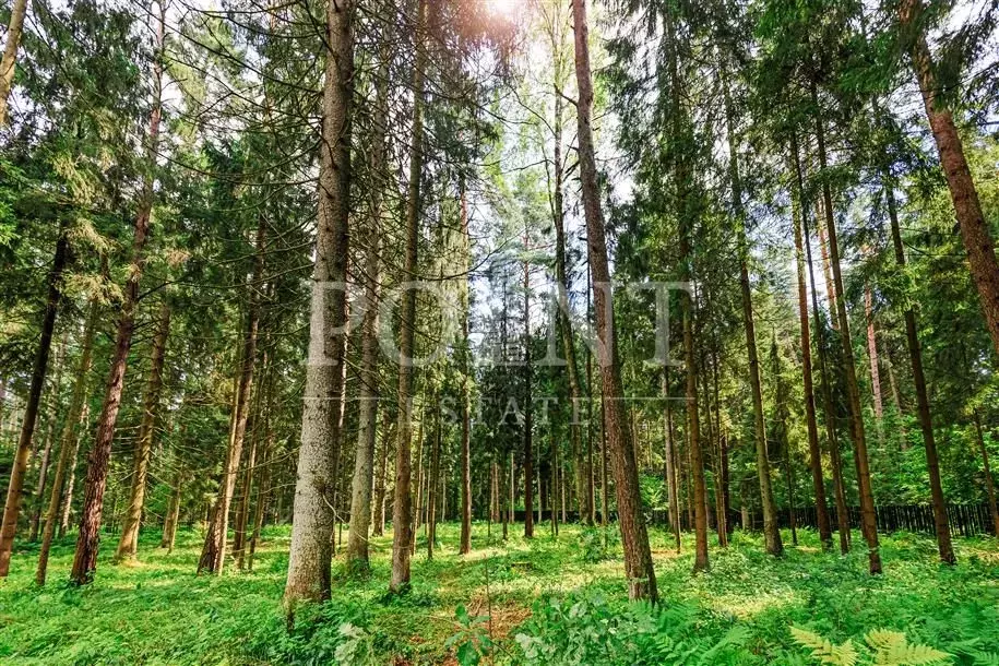 Участок в Московская область, Истра муниципальный округ, д. Чесноково, ... - Фото 2