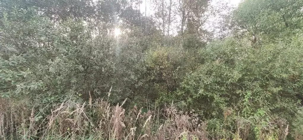 Участок в Московская область, Талдомский городской округ, д. Мякишево  ... - Фото 1