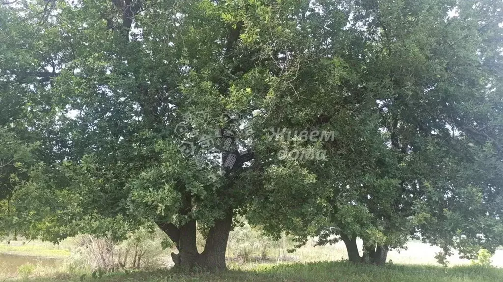 Участок в Волгоградская область, Среднеахтубинский район, Клетское ... - Фото 1