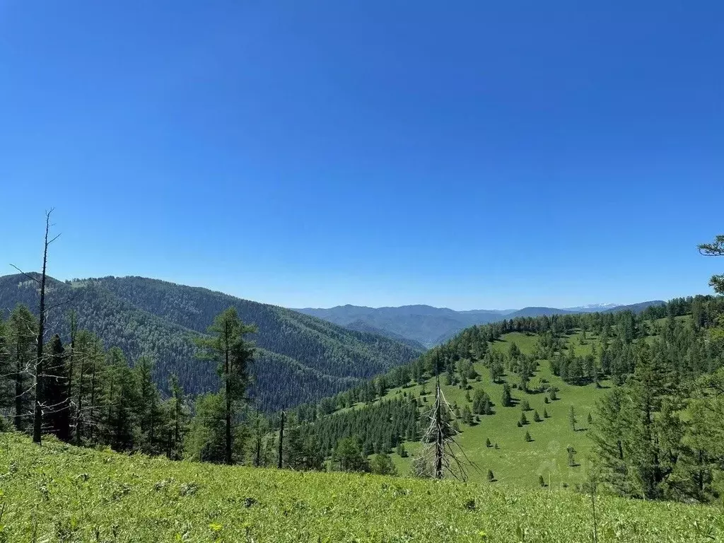 Участок в Алтай, Чемальский район, Элекмонарское с/пос, Седьмое Небо ... - Фото 2