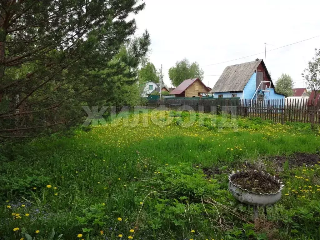 Участок в Новосибирская область, Тогучинский район, Кондитер СНТ  ... - Фото 1