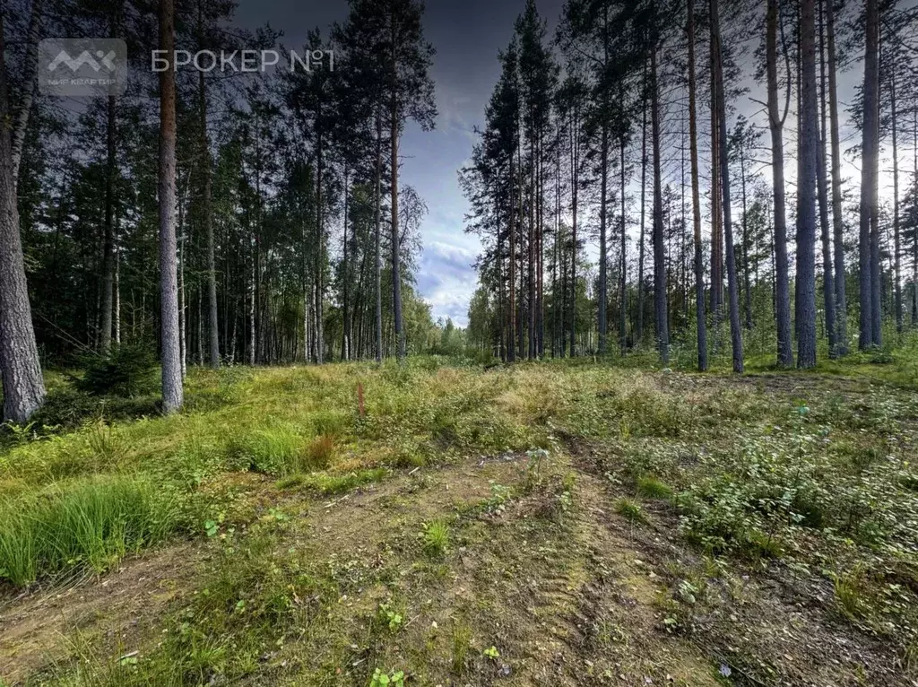 Участок в Ленинградская область, Приозерский район, Раздольевское ... - Фото 2