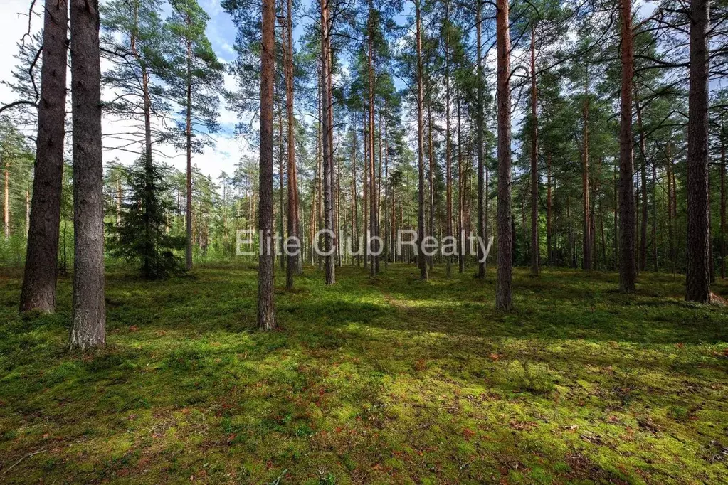 Участок в Санкт-Петербург пос. Комарово, просп. Большой (140.0 сот.) - Фото 2