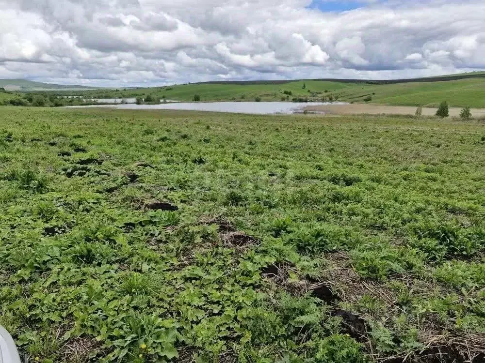 Участок в Алтайский край, Алтайский район, с. Нижнекаменка  (800.0 ... - Фото 1