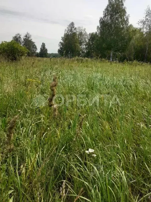 Участок в Тюменская область, Нижнетавдинский район, Сочинские СНТ  ... - Фото 0