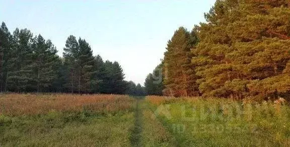 Участок в Кемеровская область, Топкинский район, д. Корниловка  ... - Фото 0