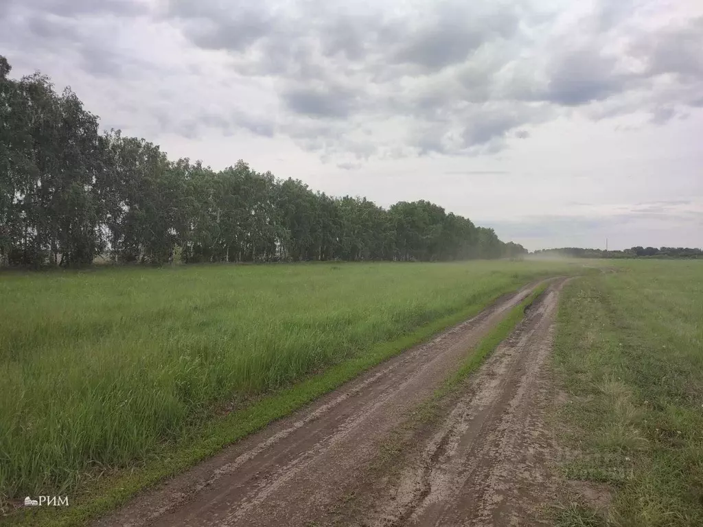 Участок в Липецкая область, Липецкий муниципальный округ, с. Подгорное ... - Фото 1